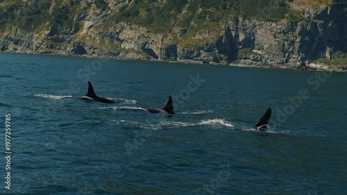 Family of killer whales hunt for fish in bay with rocky coastline. Killer whales surface and release steam through their blowholes. Ecotourism concept