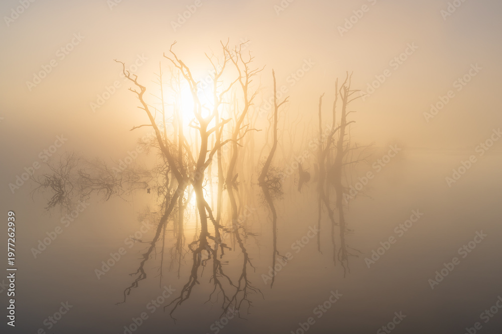 Obraz premium The sun shining through drowned trees in a lake during a foggy, spring morning.