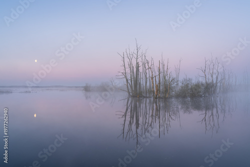 A spring dawn with the moon and fog over a lake with drowned trees. Tusschenwater, The Netherlands.