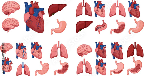 Human organs collection with brain heart lungs liver and stomach in flat vector style, medical anatomy illustrations isolated on white background for healthcare education design