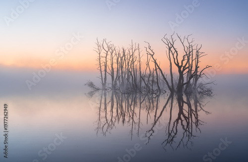 A foggy, spring dawn over a lake with drowned trees in a nature area.