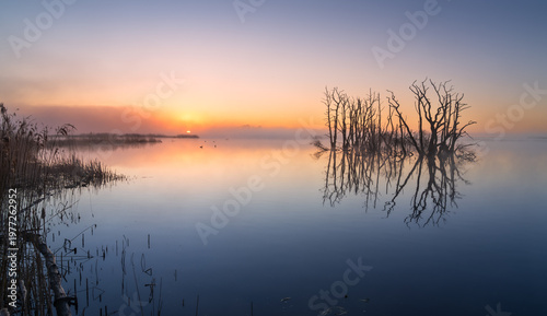 A foggy, spring sunrise over a swamp area with drowned trees. Drenthe, The Netherlands.