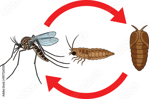 Mosquito life cycle illustration showing larva pupa and adult stages with circular arrows in flat vector style, educational insect development diagram isolated on white background