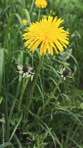 Yellow dandelion flowers sway in the wind against a backdrop of green grass. Close-up.