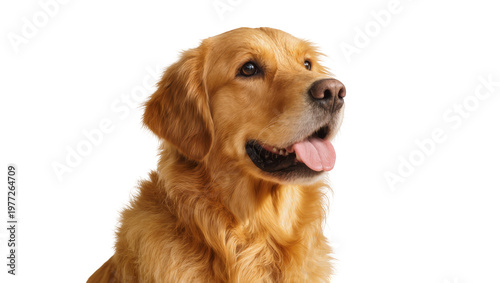 Golden Retriever dog with tongue out, isolated on transparent background