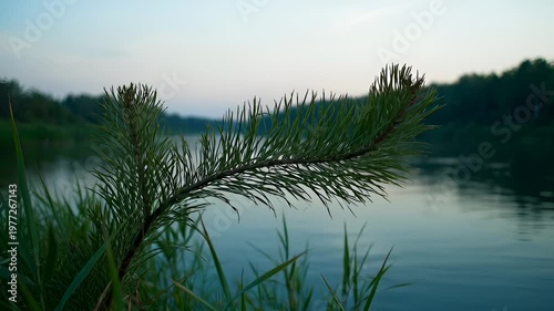 Close-Up of Pine Branch Overlooking Calm River at Dusk
