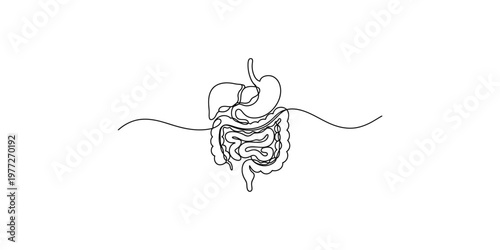 Continuous line drawing of the human digestive system body anatomy medical health stomach intestine colon