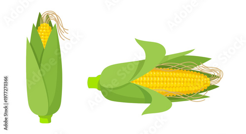 Two ears of corn with husks partially peeled back displayed