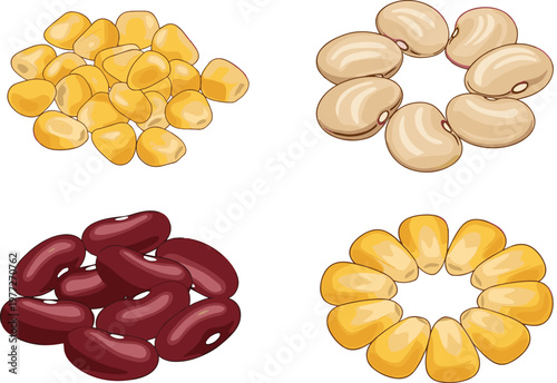 Beans and corn collection vector illustration with kidney beans, white beans and corn kernels, healthy food ingredients set for cooking and nutrition design
