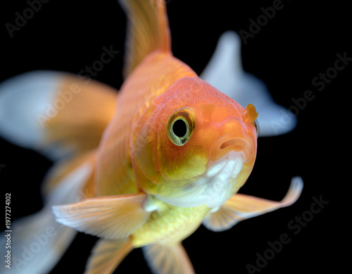 A close-up of a goldfish with vibrant orange and golden scales against a black background. Ai
