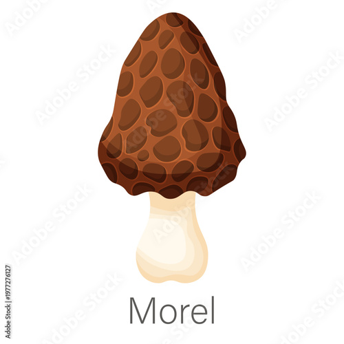 Vector cartoon image of a mushroom. Fresh autumn forest plant with stems and caps, isolated on a white background. Element for your design. Botany study.