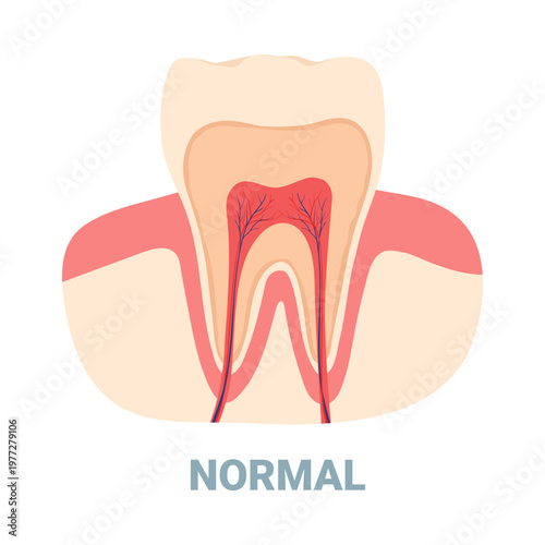 Detailed isolated diagram showing healthy normal tooth anatomy for dental education vector illustration