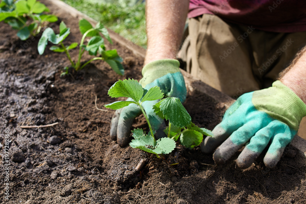 Naklejka premium A man plants young strawberry plants in the ground.