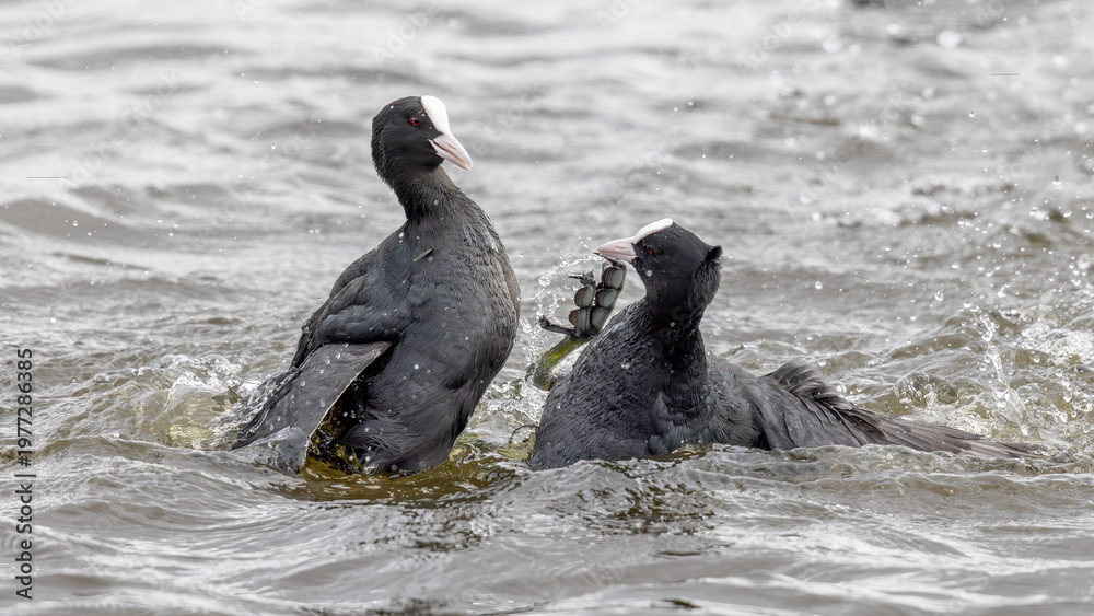 Obraz premium Eurasian Coots (Fulica atra) Fighting