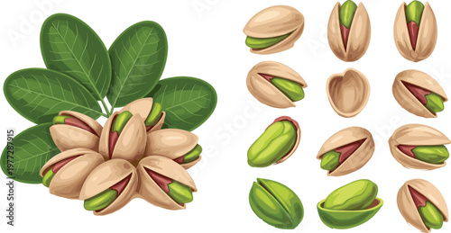 Pistachio Illustration Set with Open Shells and Green Kernels for Healthy Snack Food Ingredient Natural Design Collection