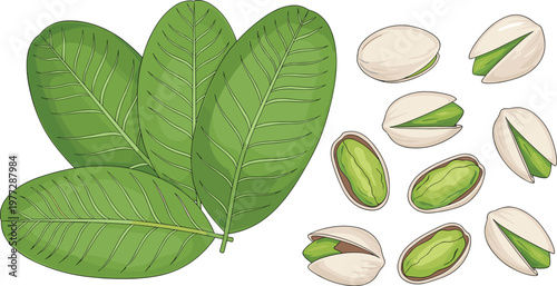 Pistachio Nut Illustration Set with Leaves Open Shells and Green Kernels for Healthy Snack Food Ingredient Natural Design Collection