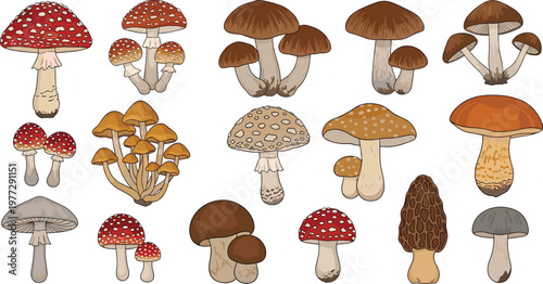 Mushroom Illustration Set with Various Wild Forest Fungi Species for Botanical Nature Design and Organic Woodland Collection