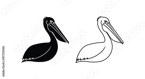 Pelican Birds Illustration: Black and White Sketches Vector