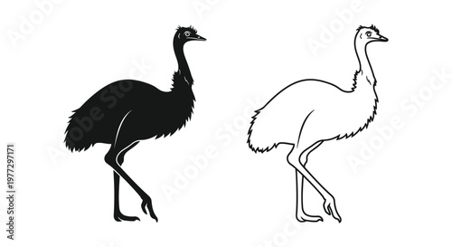 Emus: Unique Flightless Bird Illustrations Vector