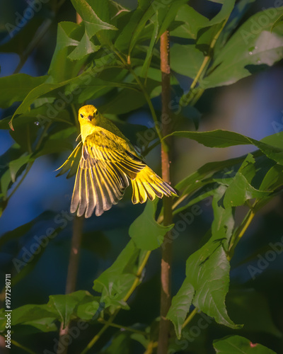 Φωτογραφία Bright yellow warbler captured mid-flight with wings spread among green leaves in warm sunlight, showing detailed feathers and vibrant color in a natural woodland setting
