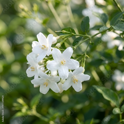 Cluster of White Jasmine Flowers with Yellow Stamens and Green Leaves in Bloom