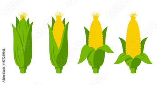 Four ears of corn in varying stages of husk removal