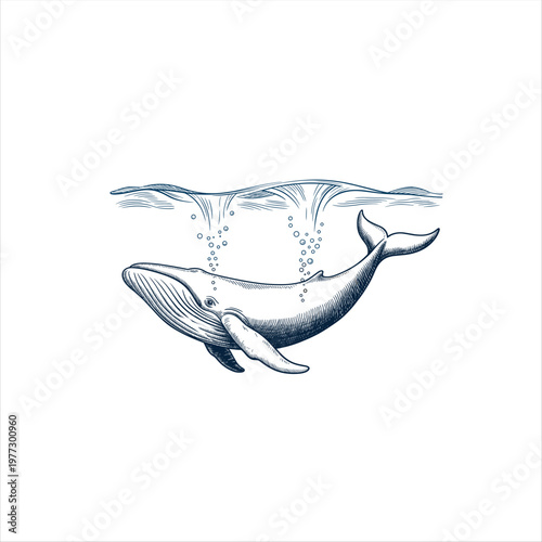 Blue and white of a swimming dolphin marine life