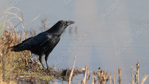 Fotografie Carrion Crow (Corvus corone) by the Side of a Lake
