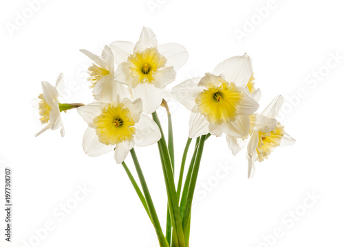 Daffodils flowers bouquet isolated on white background. White bloom spring flowers objects for design, advertising, postcards. Narcissus cut flowers