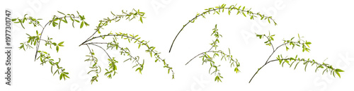 Branches with green foliage on a white background. New leaves different branches of willow. Set of isolated object. Spring time