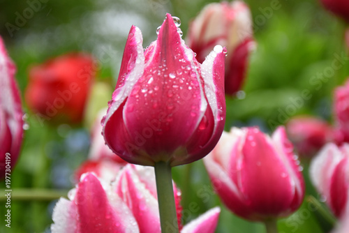 Tulips in the garden, Sainte-Apolline, Québec, Canada
