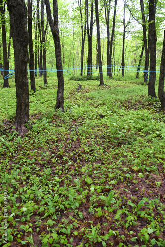 A maple grove in the spring, Sainte-Apolline, Québec, Canada