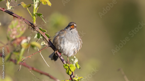 Bilde på lerret Dunnock (Prunella modularis) Singing