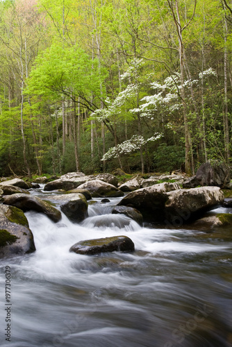 66745-04211 Dogwood trees in spring along Middle Prong Little River, Tremont Area, Great Smoky Mountains National Park, TN