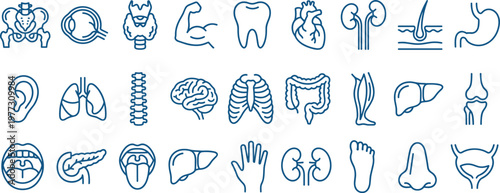 human internal organ anatomy icon set, medical line symbols of heart, brain, lungs, liver and digestive system on transparent background