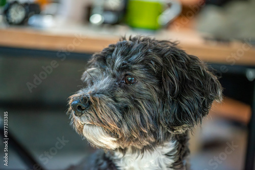 Cute black and white dog portrait with soft indoor background