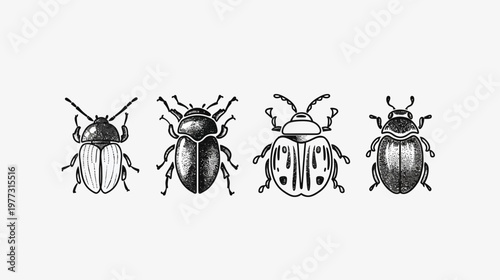 Four line-art beetles are displayed on a white background, showing varied designs