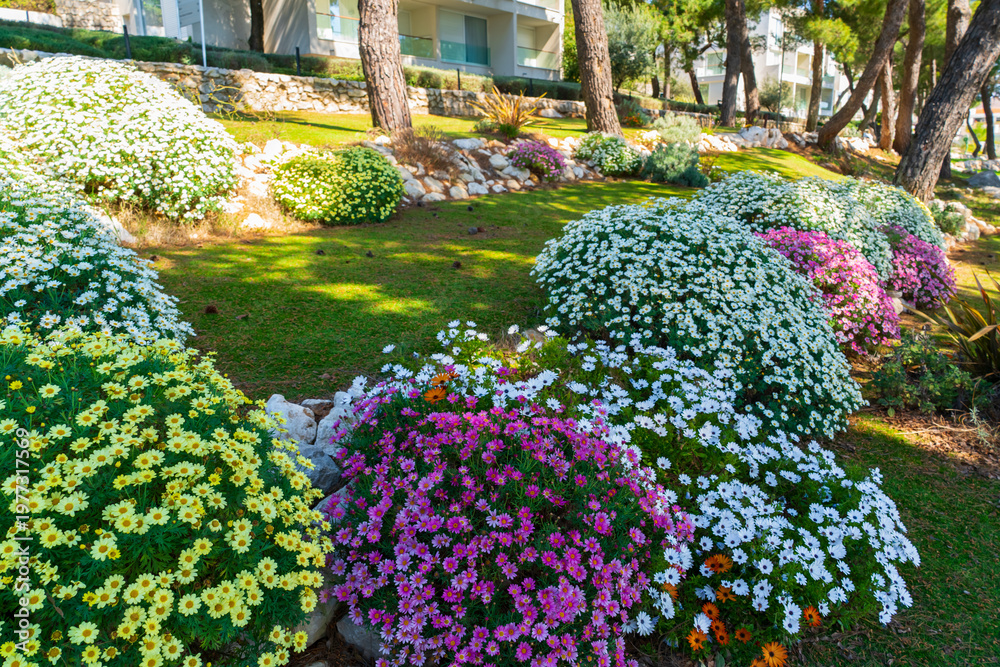Obraz premium Landscaped garden with blooming bushes and flowers arranged in decorative composition near residential area. Concept of garden design, outdoor decoration