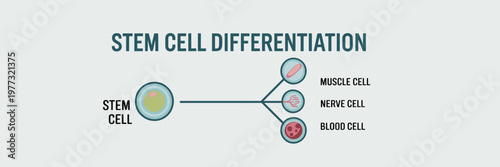 Stem Cell Differentiation Diagram Banner Flat Vector with Cell Development into Muscle Nerve and Blood Cells