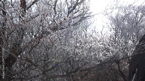 【御在所岳】逆光に輝く木々に凍り付いた樹氷