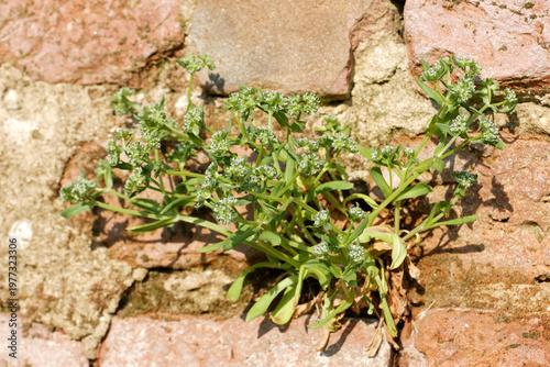 Valerianella locusta European Cornsalad flower petals