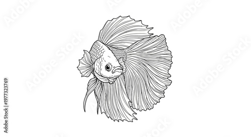 Elegant Betta Fish Illustration - Line Art Drawing
