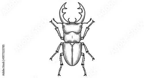 Detailed Hand Drawn Stag Beetle Illustration on White Background