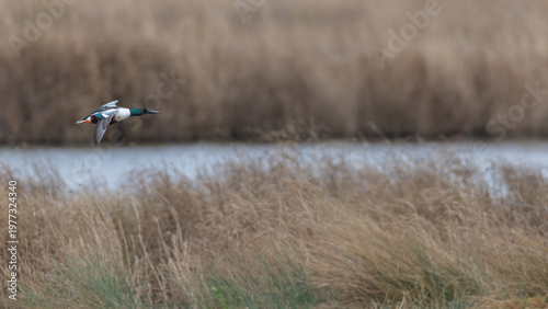 Photography Male Northern Shoveler (Anas clypeata) Flying