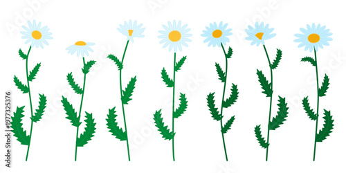 Vector collection of chamomile flowers featuring different branches with green leaves and white blossoms. Flat floral elements isolated on a white background, suitable for summer web and print designs