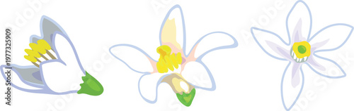 White citrus flowers of orange tree vector illustration set