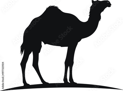 Camel silhouette standing on desert sand dune, wildlife animal concept, Arabian desert landscape, travel and safari theme, minimalist vector illustration isolated on white background