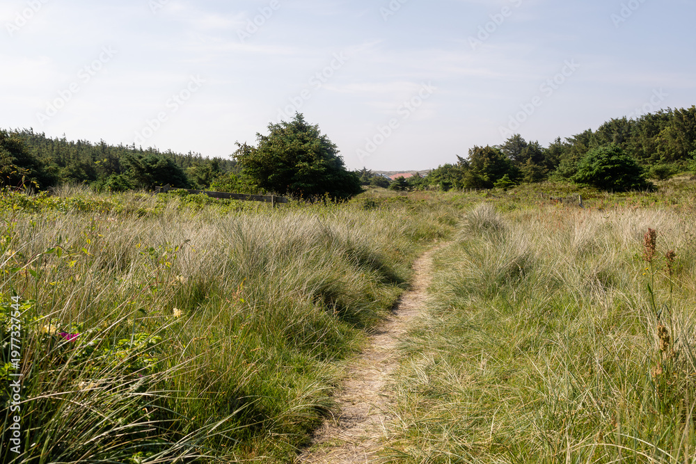 Fototapeta premium Narrow Sandy Path Through Dune Heath Landscape on Sylt Island Ge