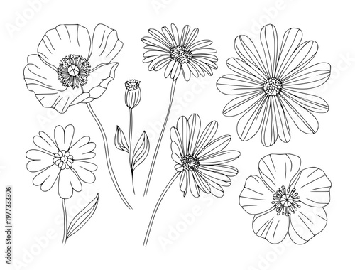 Delicate black ink line collection of various wildflowers including poppies and daisies white background