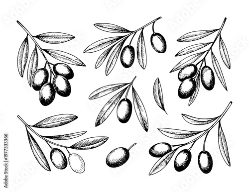 Hand Drawn Olive Branches with Olives Isolated White Background tree fruit